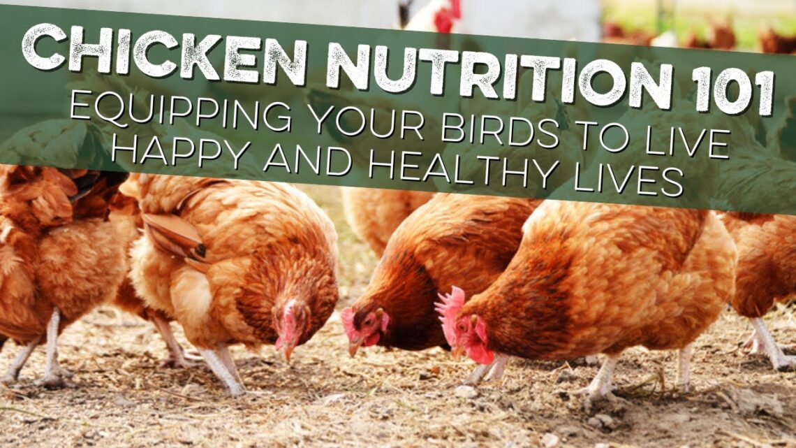 Nutrition for Chickens 101: What you Need to Know about your Chickens’ Feed!