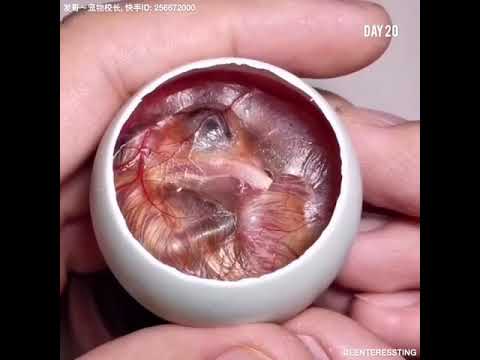 How A Chick Born From A Egg 🐣 – Interesting Video – 😱