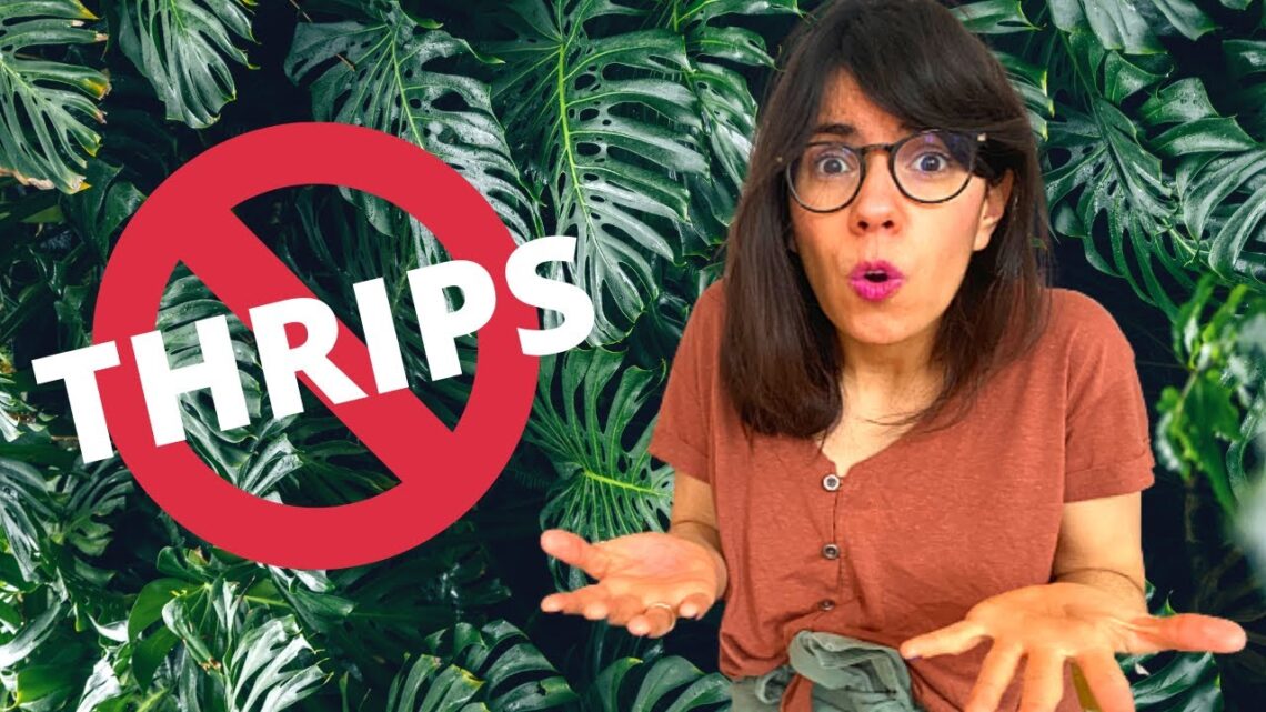 THRIPS on monstera leaves (and how to get rid of them!)