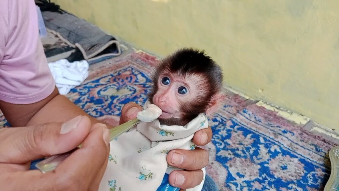 advice from the vet, mix cereal porridge with nutrition from cat food for newborn baby monkeys