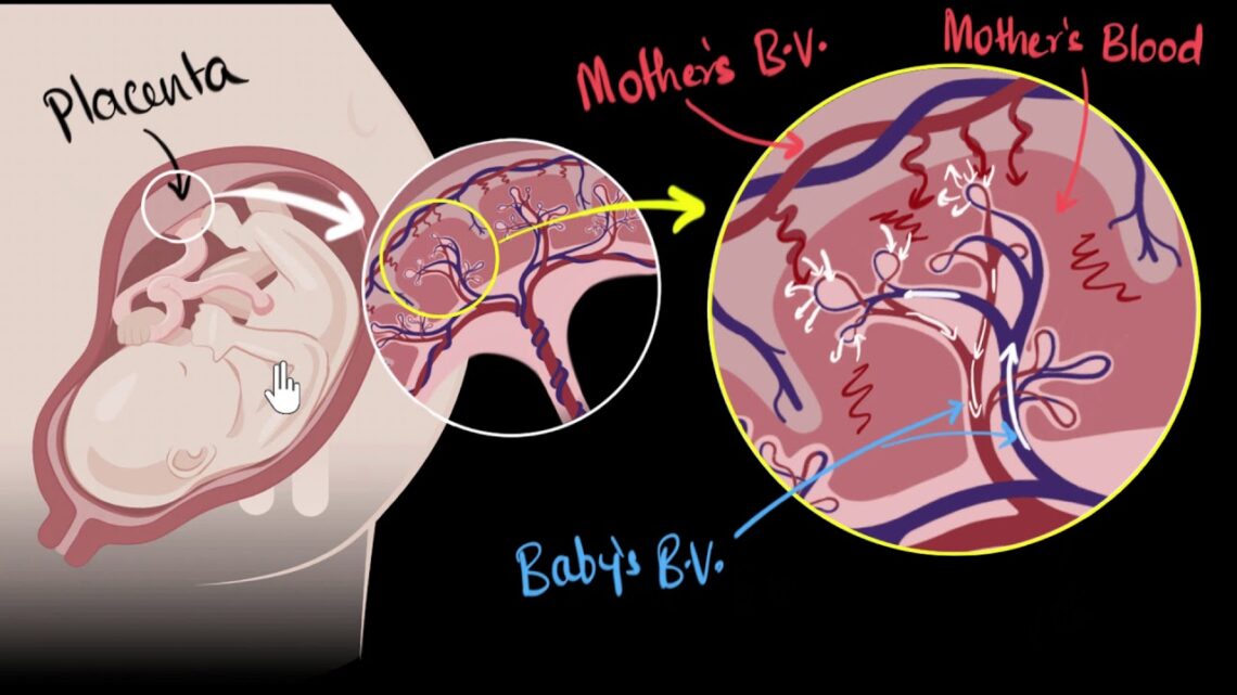 Placenta | How do organisms reproduce | Biology | Khan Academy