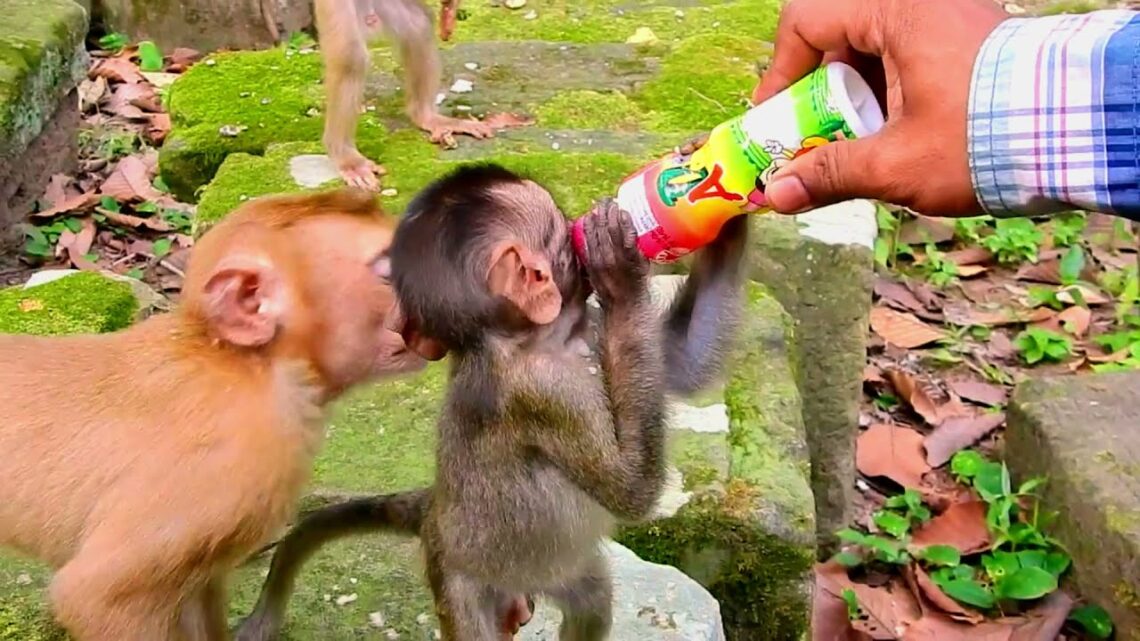 Giving an extra nutrition milk for poor little baby monkeys