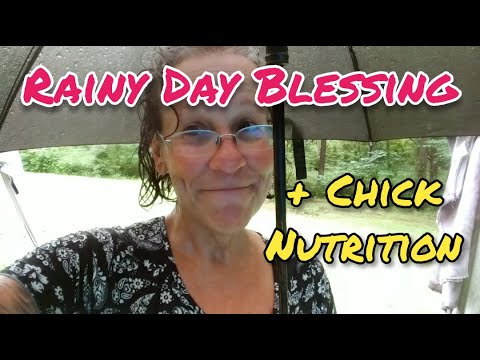 Rainy Day and Chick Nutrition – Ann’s Tiny Life