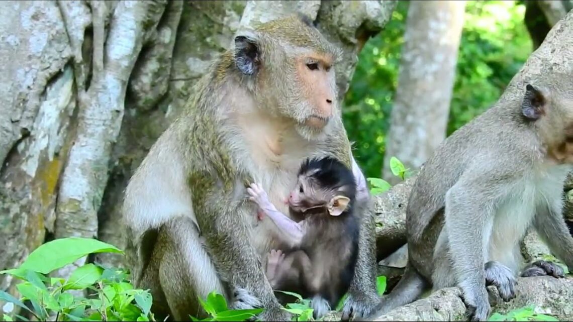 Cute newborn Mariel get milk & feed mom with nutrition food