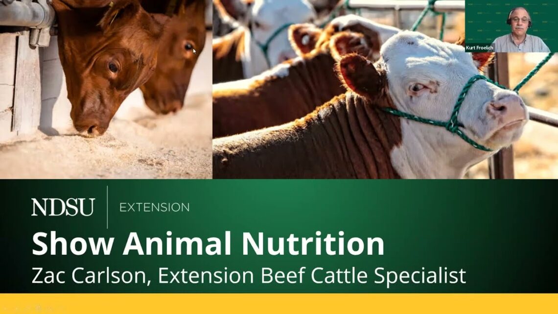 ND Junior Beef Producer Webinar Series:  Show Animal Nutrition