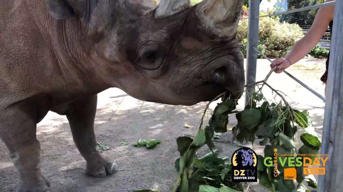 Lifesaving Nutrition for Black Rhino Rudy