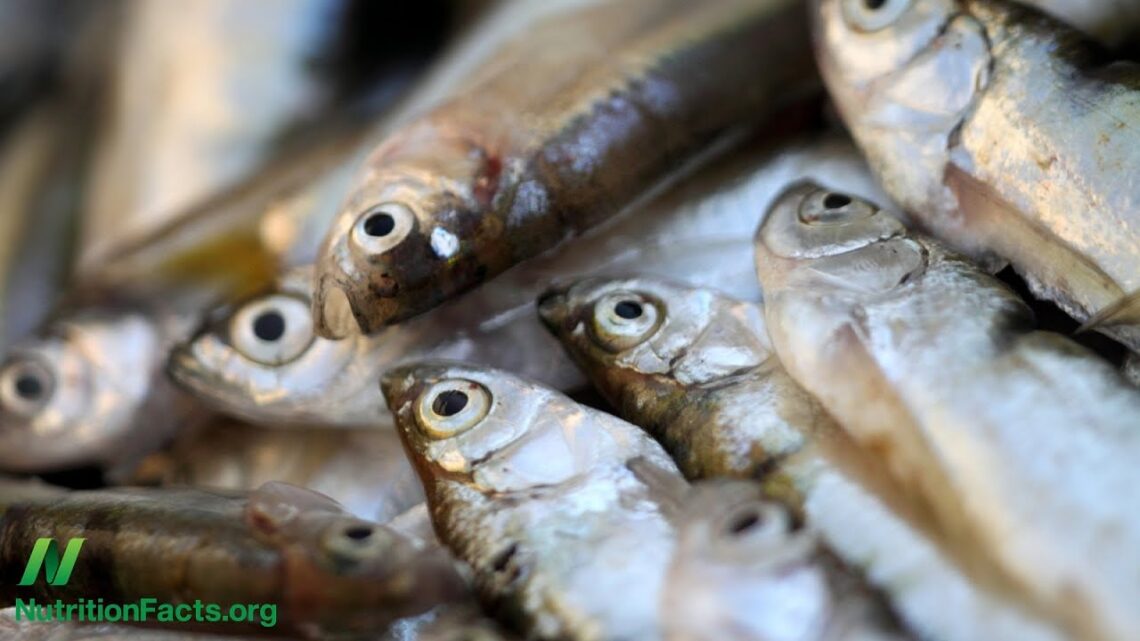 Fish Consumption Associated With Brain Shrinkage