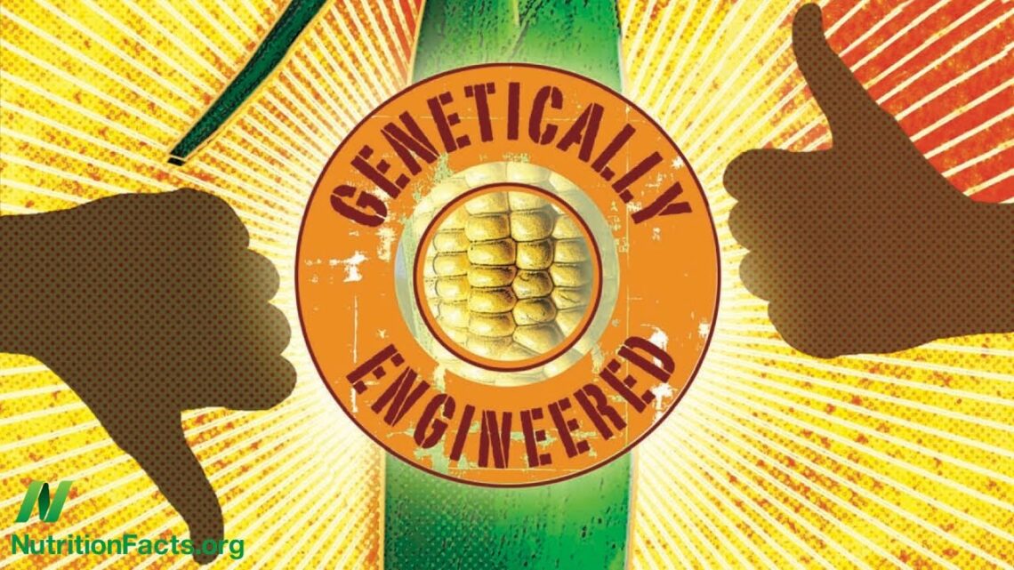 Are GMOs Safe? The Case of BT Corn