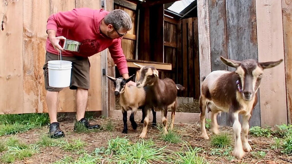 It’s time to Wean our baby Goats (Nigerian Dwarf Goats)