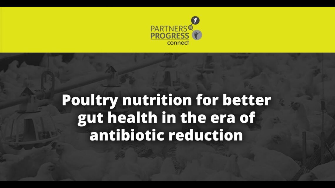 Poultry nutrition for better gut health in the era of antibiotic reduction