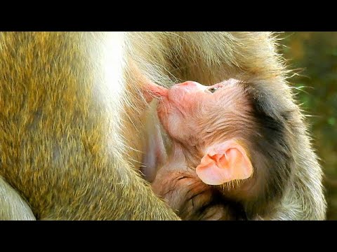 Adorable Baby Monkey Just Born a Few Minute, Mom Breastfeeding Nutrition Milk To Baby.