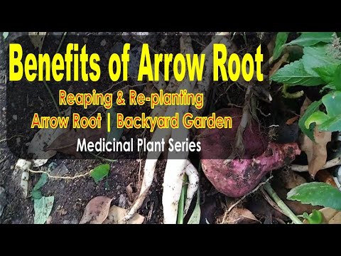 Reaping and Replanting Arrow Root | Benefits of Arrow Root