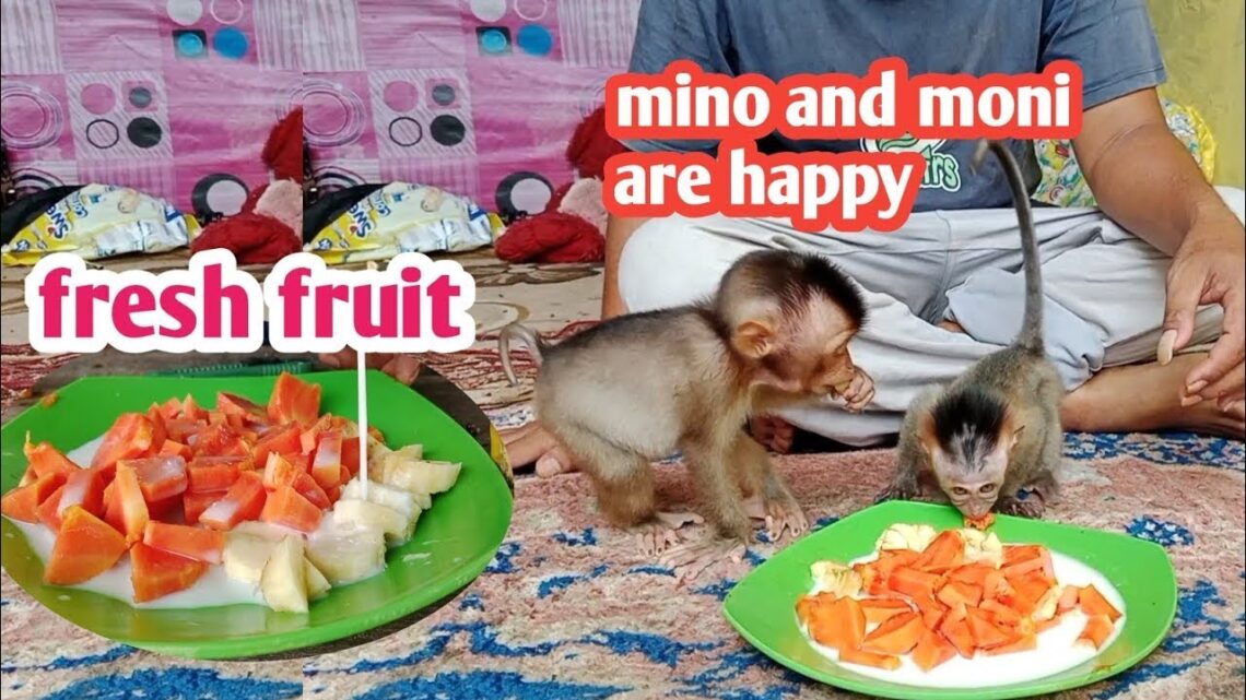 healthy nutrition, fresh fruit soup, for moni and mino to stay healthy