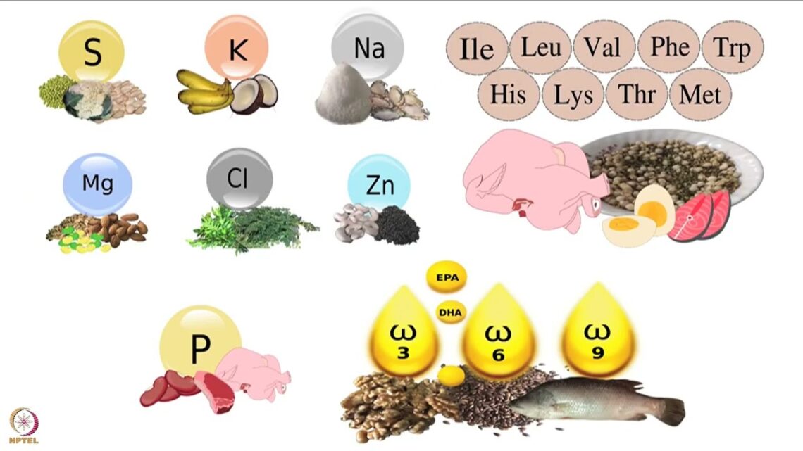 Week 2 : Lecture 8 : Nutrients essential in children – Type 1 and Type 2 nutrients