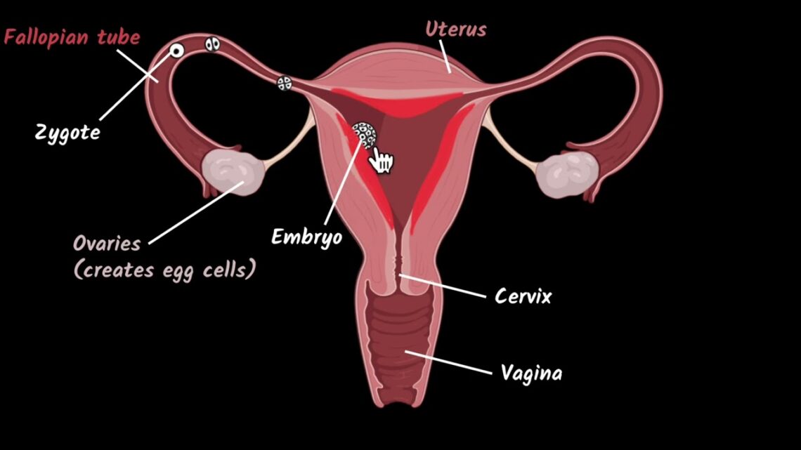 Female reproductive system | Reproduction | Biology class 10 | Khan Academy