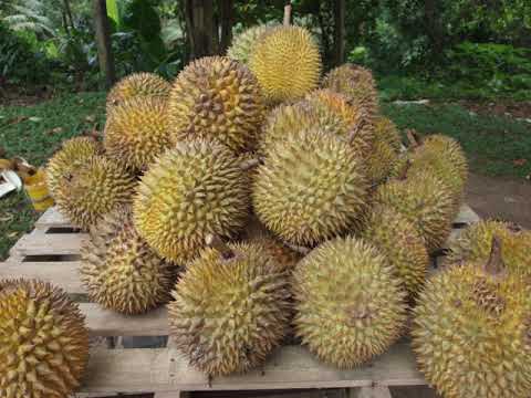 Durian | Wikipedia audio article