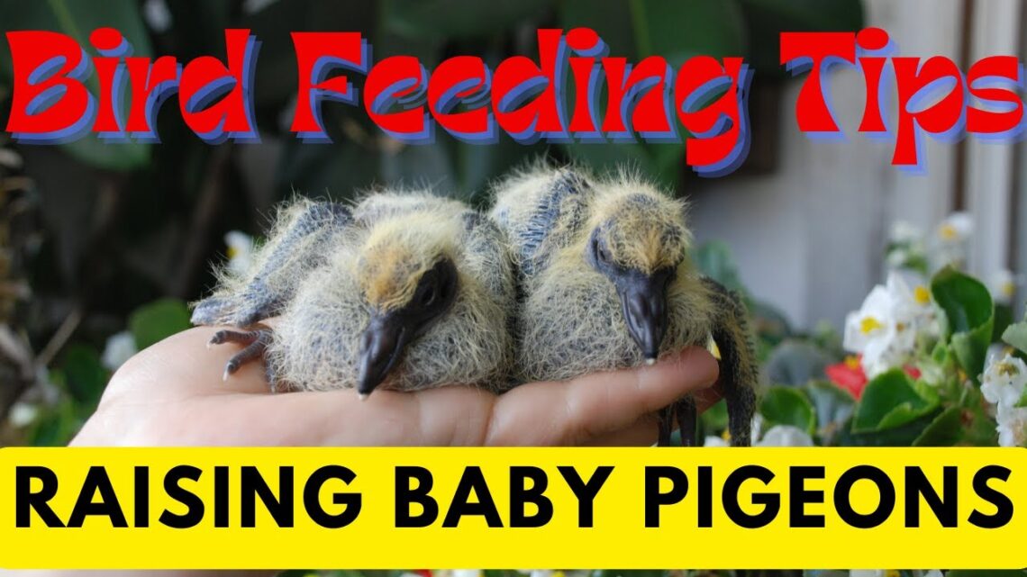 Complete Guide to Raising Orphaned Baby Pigeons | Shelter Setup and Feeding Method