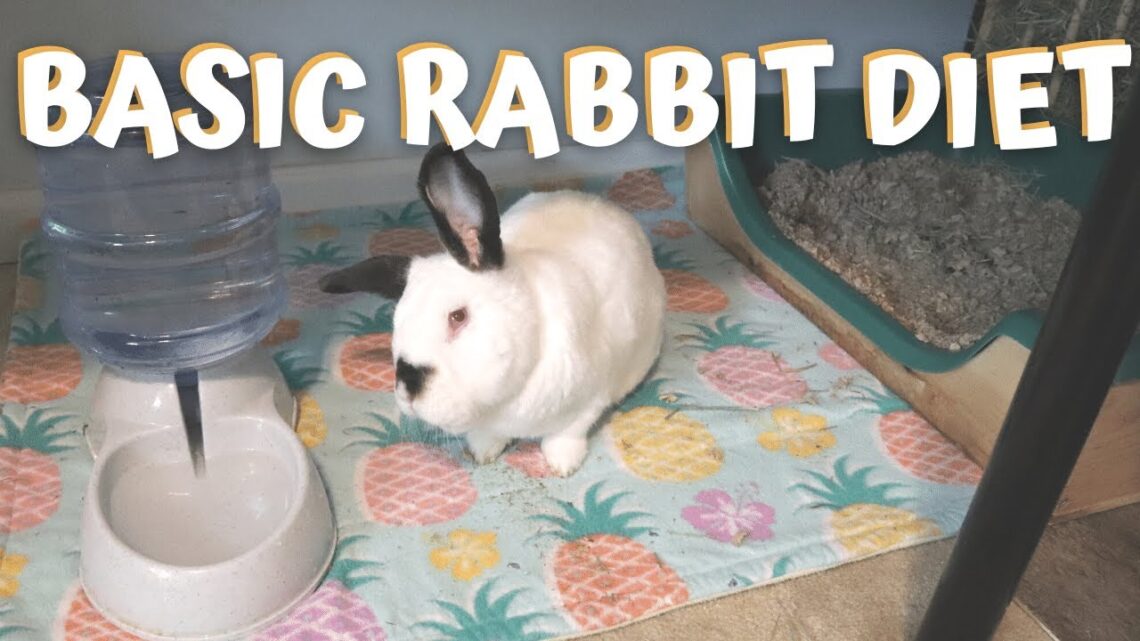 BASIC RABBIT DIET | What to Feed a Rabbit