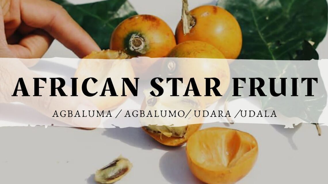 AFRICAN STAR FRUIT (Agbalumo/ Udara) || Types, Season, Health Benefits, How to pick the sweetest.