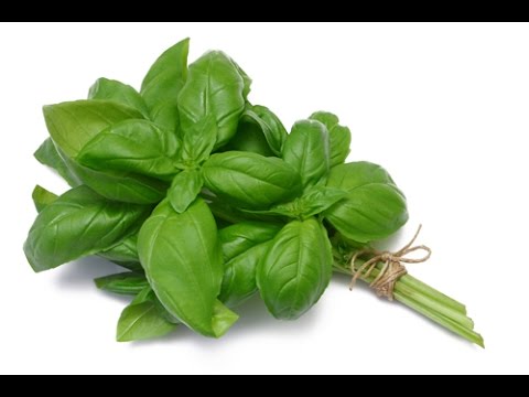 Basil