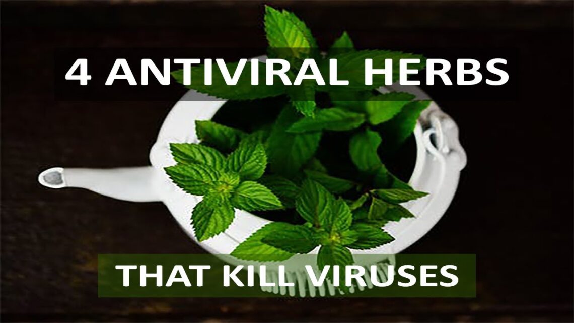 4 Antiviral Herbs That Kill Viruses |  Antiviral Herbs That Boost Immune System