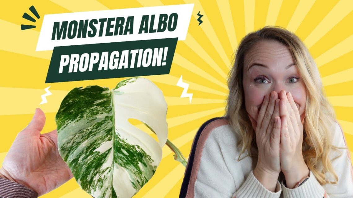 Cutting up my MONSTERA ALBO! 🫣 Plant Care and Propagation tips