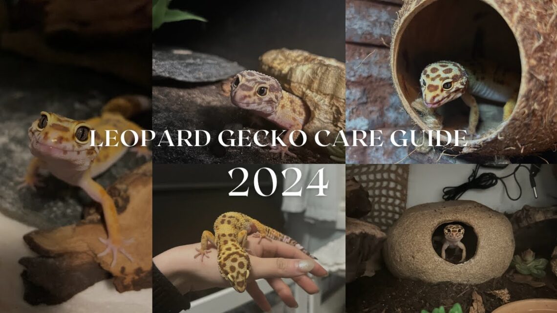 Leopard Gecko Care Guide 2024 – Rosie’s Reptiles