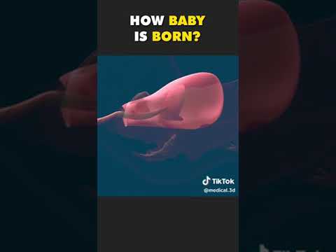 Normal Vaginal Delivery #3d  #animation