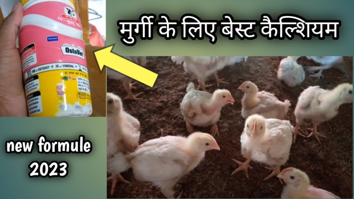 मुर्गी के लिए बेस्ट काल्सियम | best calcium for poultry