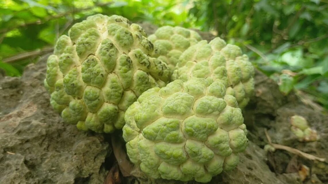 Atis or Sugar-Apple Picking / Health benefits of Atis