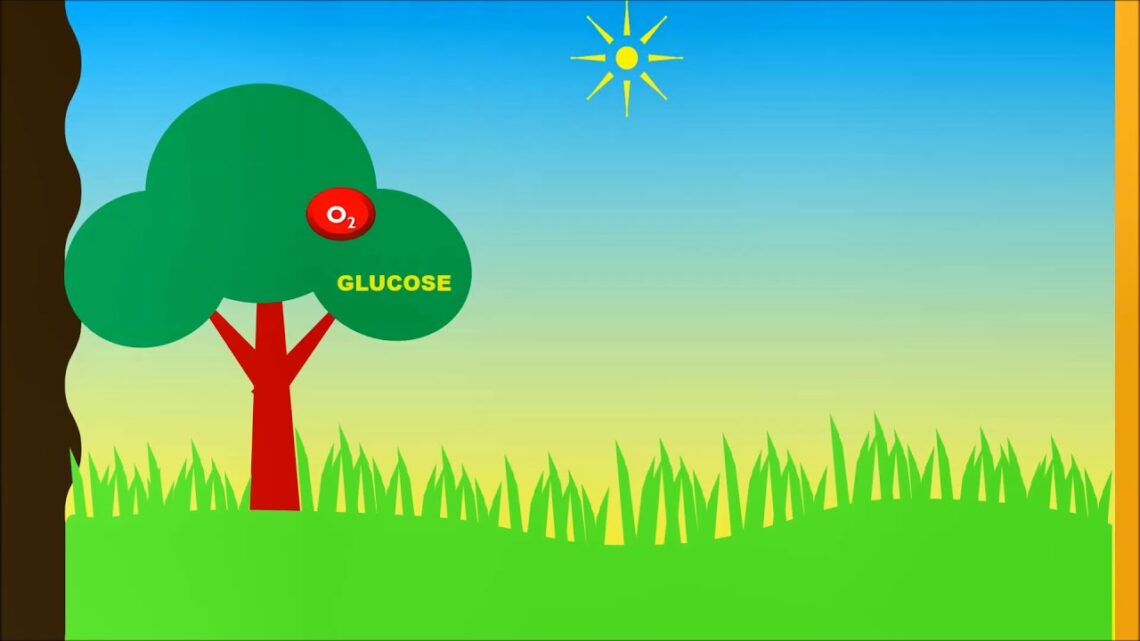 NUTRITION & PHOTOSYNTHESIS