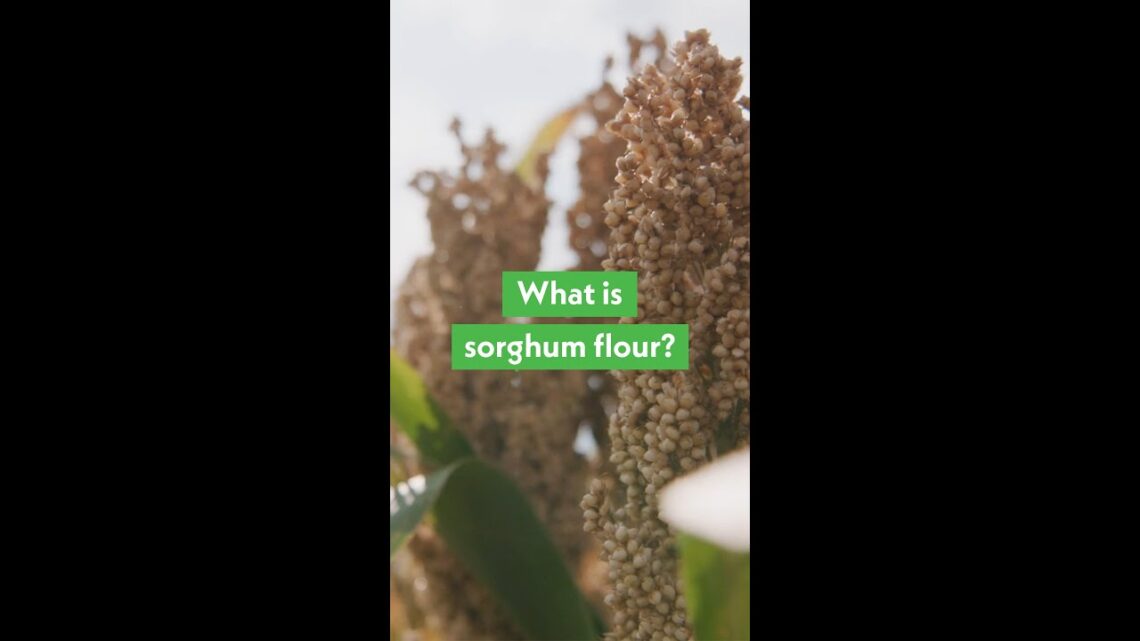 What Is Sorghum Flour?