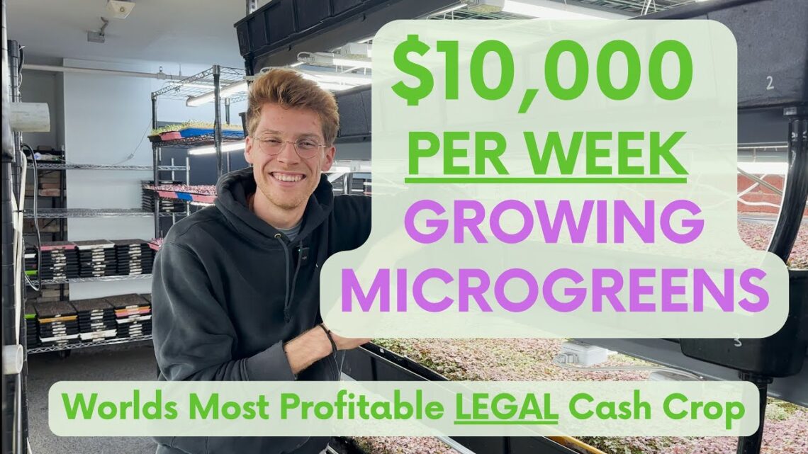 Plant Paradise: Boston Microgreens Vertical Farm Tour