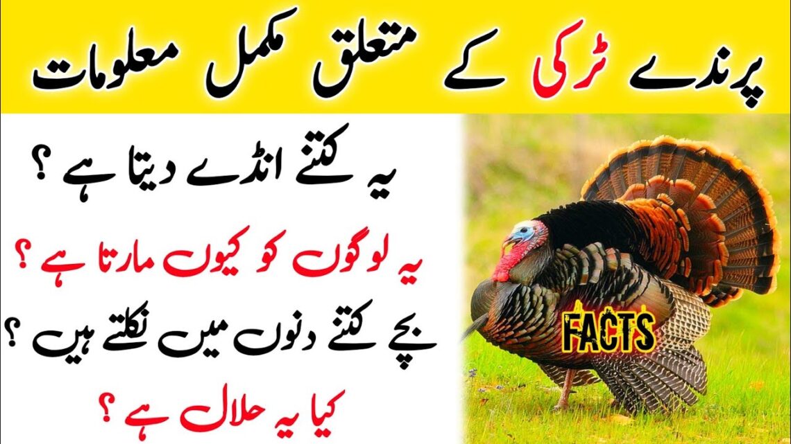 Complete information about Turkey bird  ( peru ) 🦃|| how many eggs lay turkey bird female