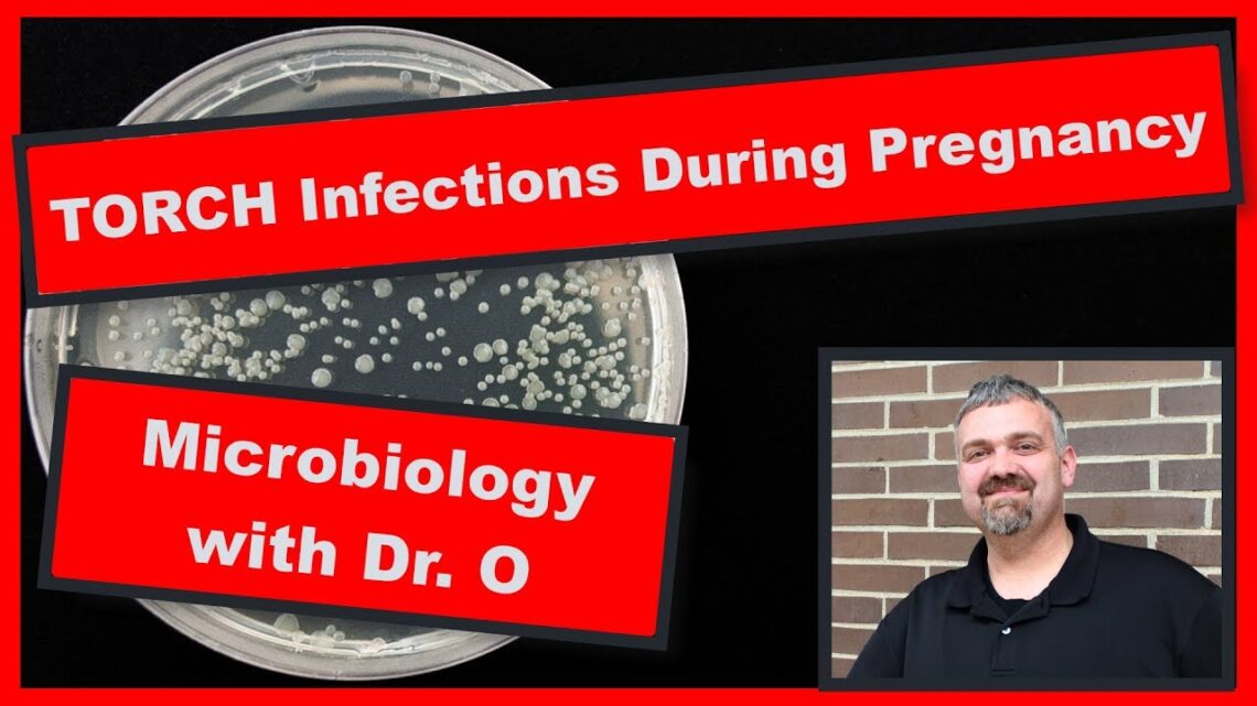 TORCH Infections During Pregnancy:  Microbiology