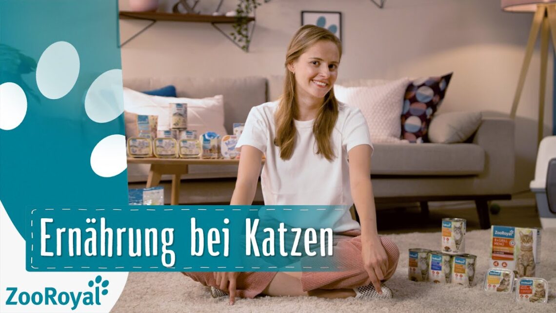 Ernährung bei Katzen | Rund um die Katz mit Katzenbloggerin Ani | ZooRoyal