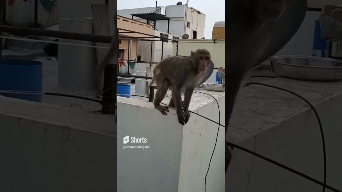 Monkey saying Earth belongs to all godly creatures – Live With Nature #monkey #food