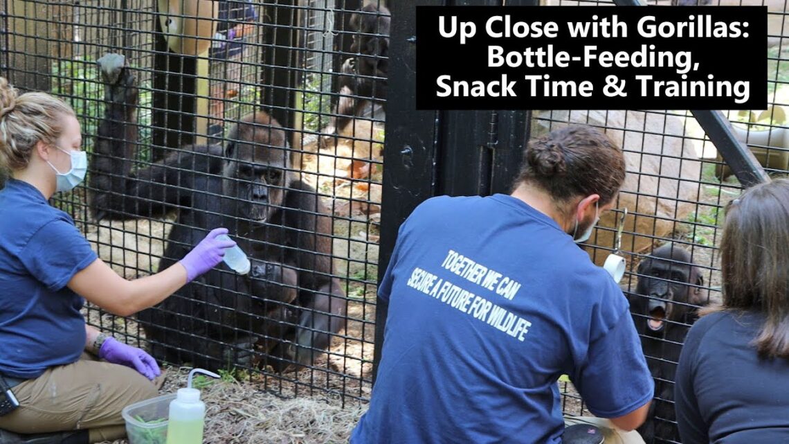 How Zoo Keepers Help Gorillas Thrive: Bottle Feeding, Training, and Snack Time