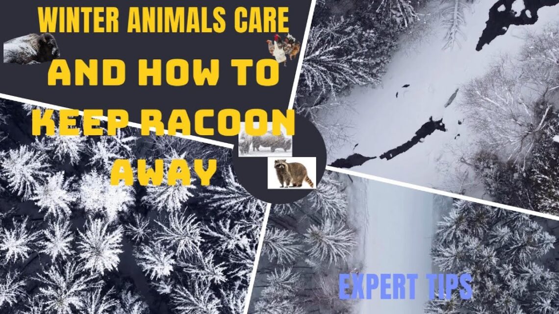 Winter Animals Care Plus How to Keep Racoon Away #farming #techniques #gardening