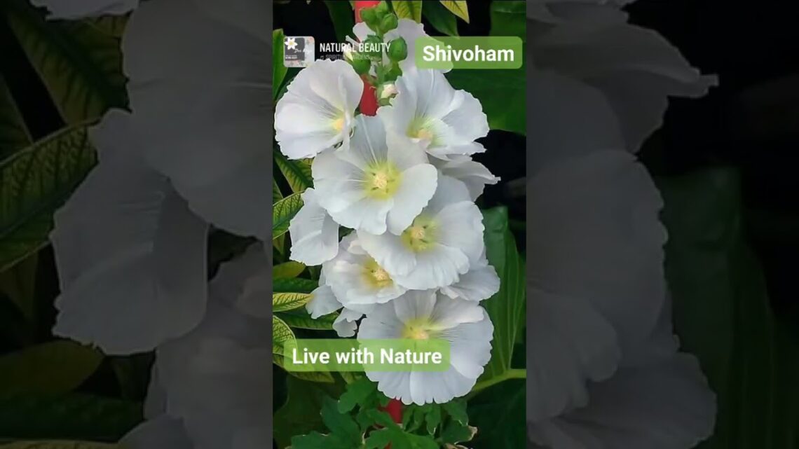 Shivoham, Live with Nature