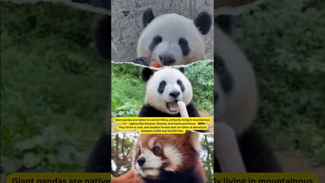 Fascinating Panda Facts||Discover the secrets of Giant Pandas