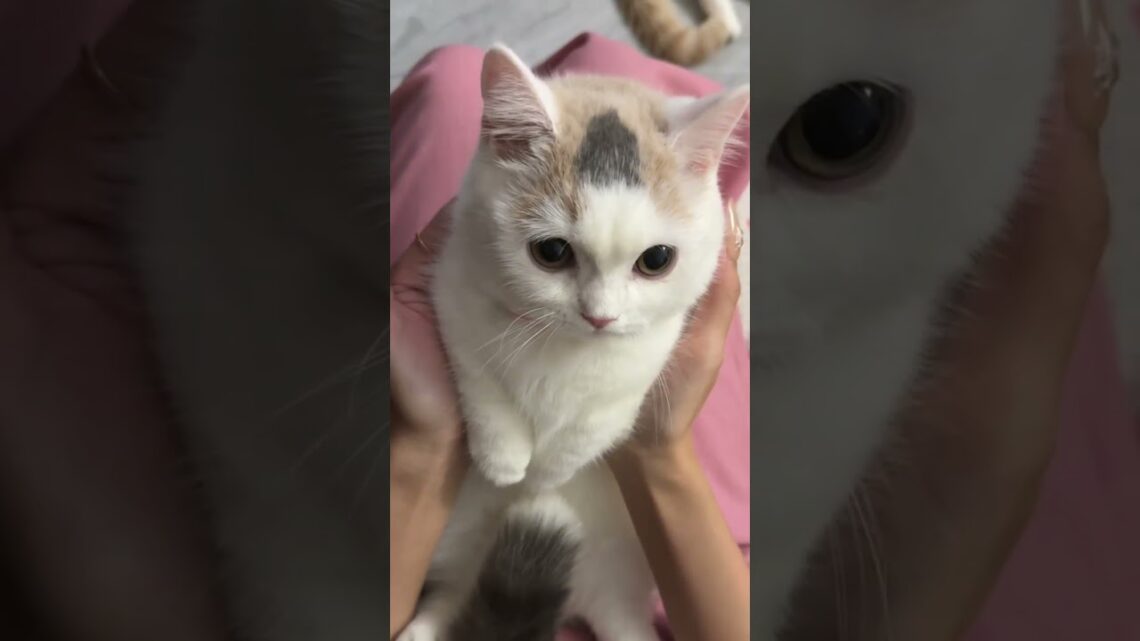 The Cutest Kitten Moments That Will Melt Your Heart! 🐾💖