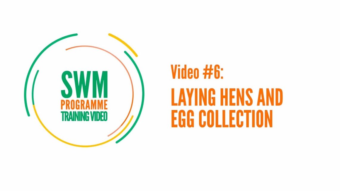 Training video #6 Laying hens and egg collection – #SWMProgramme