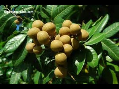 WHAT A LONGON TREE LOOKS LIKE IN THAILAND