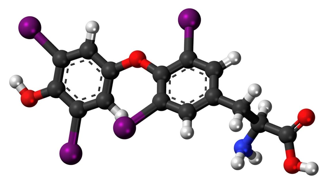 Levothyroxine | Wikipedia audio article