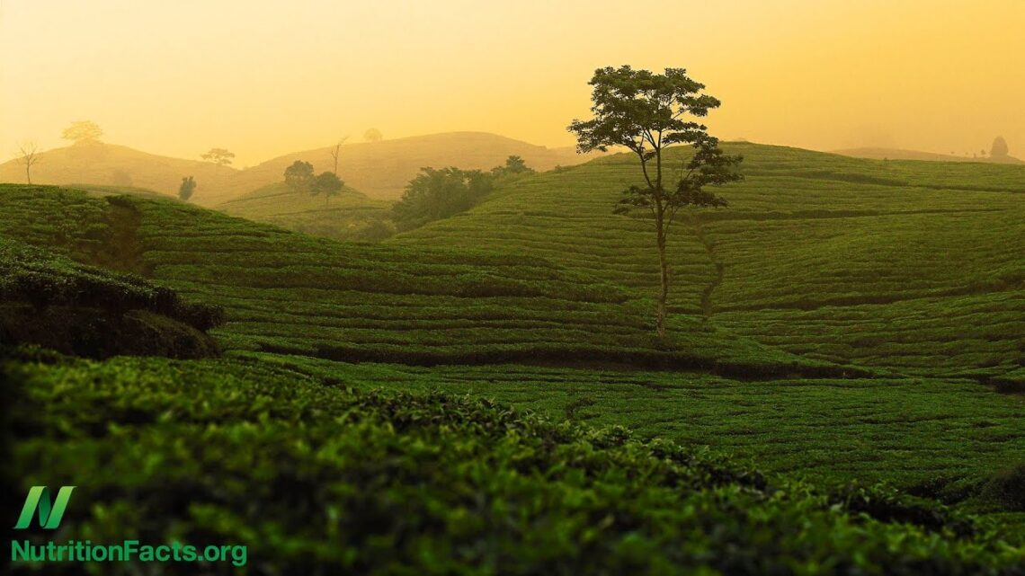 Lead Contamination of Tea